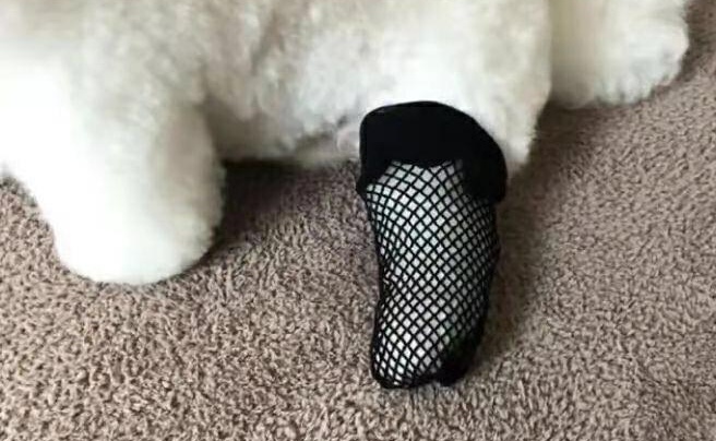 这就是我所期待的 你给我看的渔网黑丝大白腿