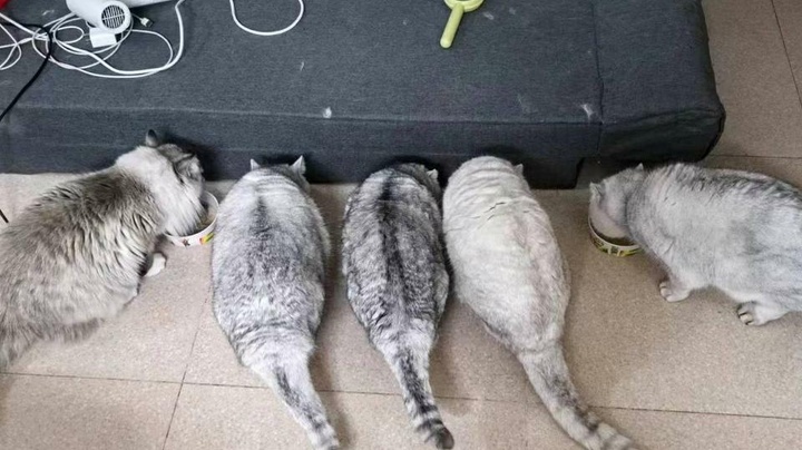 鉴于有人问我到底几只猫 一张图告诉你答案_一梦江湖 | 大神